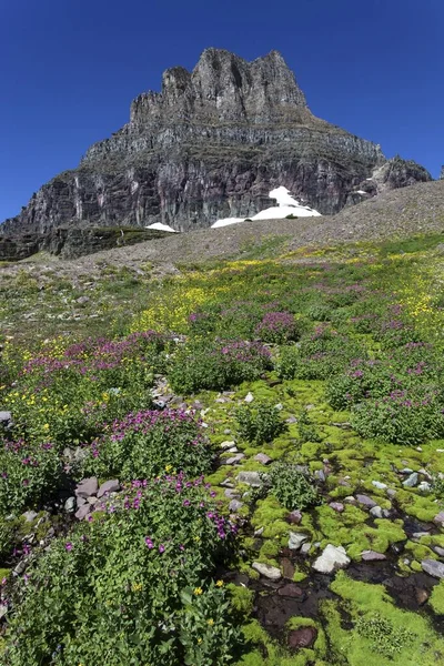 Blooming Wildflowers Hidden Lake Trail Back Clements Mountain Glacier National — Photo