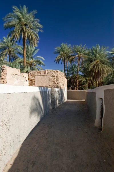 Palm Garden Ghadames Ghadamis Libya Africa — 图库照片