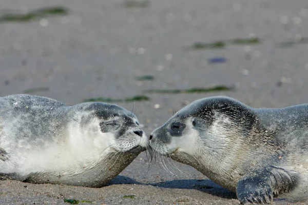 Harbour Seals Phoca Vitulina Pups East Frisian Islands East Frisia — Stockfoto