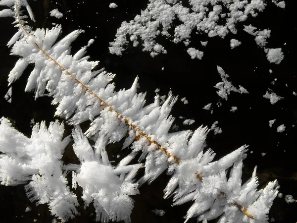 Reed Cristais Gelo Lago Congelado — Fotografia de Stock