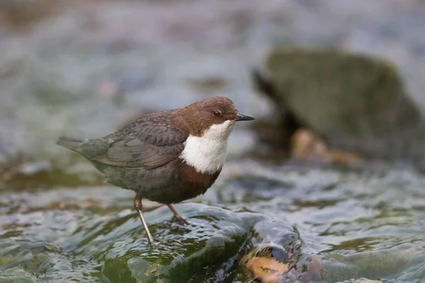 White Breasted Dipper Stone Hesse Germany Europe — Stock Photo, Image