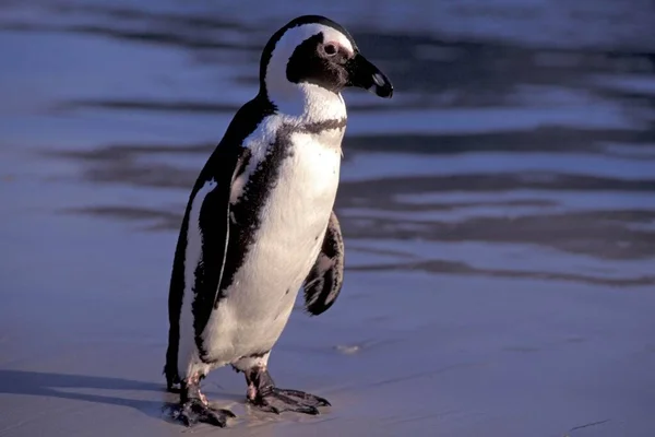 Пінгвін Пляжі Боулдерс Сімонстауні Пар — стокове фото