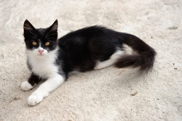 Cat in Piles, island of Karpathos, Aegean Islands, Dodecanese, Aegean Sea, Greece, Europe