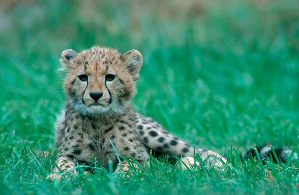 Cheetah Acinonyx Jubatus Young — Stock Photo, Image