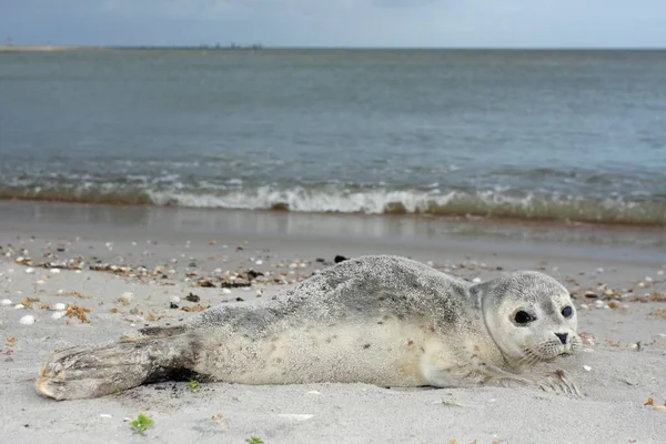 Harbour Seal Phoca Vitulina Pup East Frisian Islands East Frisia — Photo