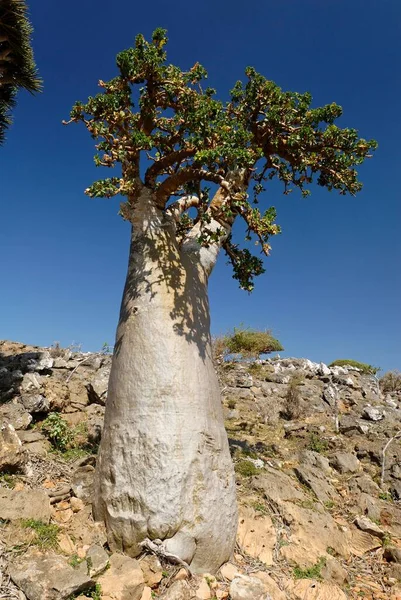 Okurkový Strom Ostrov Socotra Unesco Jemen Asie — Stock fotografie