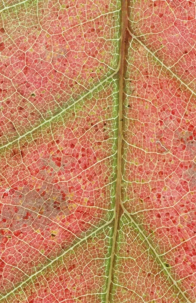 Northern Red Oak Quercus Rubra Leaf Detail Oak — Foto de Stock