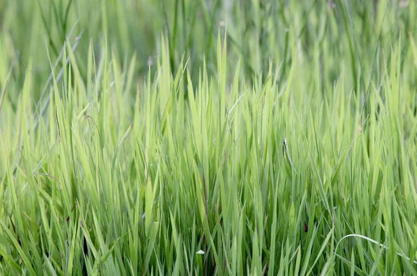 Blades Grass Крупным Планом — стоковое фото