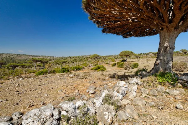 Dragons Blood Tree Socotra Island Unesco World Heritage Site Yemen — 스톡 사진