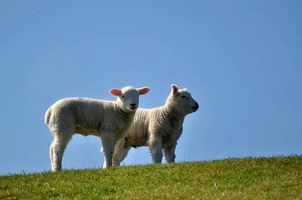 Lambs on the meadow against the blue sky