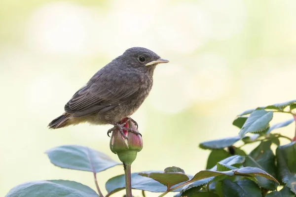 Black Redstart Phoenicurus Ochruros Young Bird Sitting Rosebud Rosaceae Hesse — 图库照片