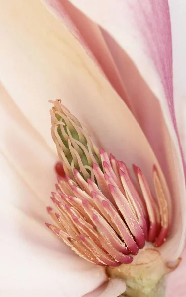 Magnolia Blossom Detail Magnolia Cobus — Stock Photo, Image