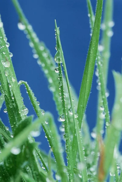 Leaves Grass Water Drops — Photo