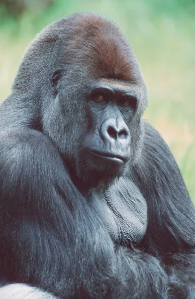 Westen Gorilla Silverback Горила Горілья — стокове фото