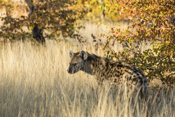 Spotted Hyena Dry Grass Mashatu Game Reserve Tuli Block Botswana — Stok fotoğraf