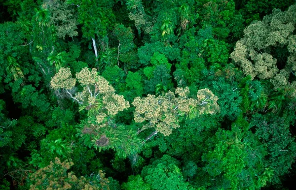 Tropical Rainforest Kuranda Queensland Australia Oceania — Fotografia de Stock