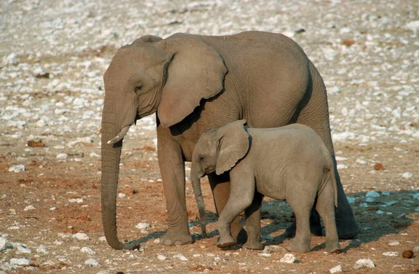 African Elephants Loxodonta Africana Cow Calf Etosha National Park Namibia — Stockfoto