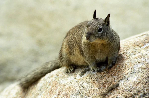 California Ground Squirrel Coast Monterey California Usa North America — Zdjęcie stockowe