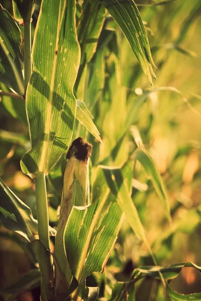 Kukorica Kukorica Zea Mays — Stock Fotó