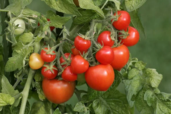 Tomato Solanum Lycopersicum Totem — Foto de Stock