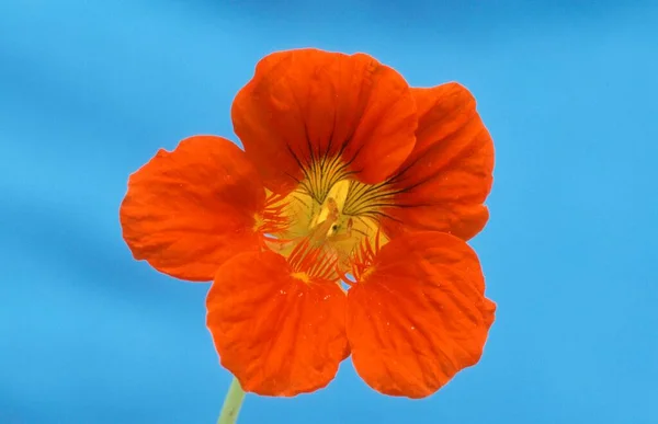 Nasturtium Flower Close View Summer Concept — Fotografia de Stock