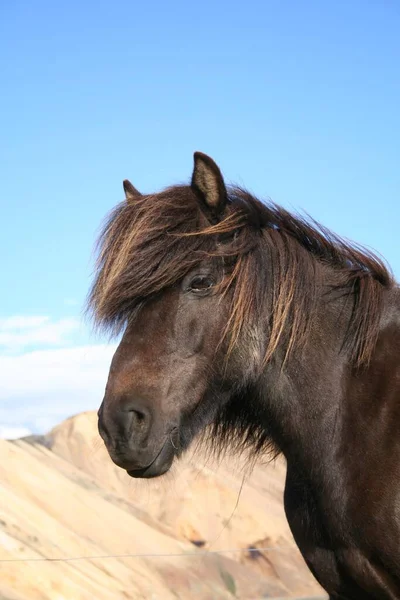 Cavalo Islandês Islândia Vista Close — Fotografia de Stock
