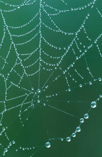 Spider Web Dew Drops North Rhine Westphalia Germany Europe — Stock Photo, Image