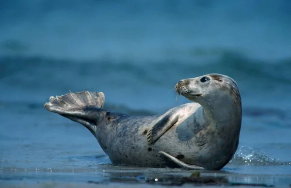 Grey Seal Heligoland Schleswig Holstein Germany Europe — Foto de Stock