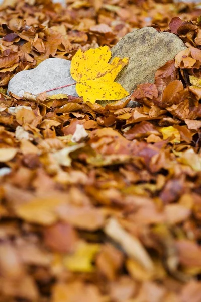 Gele Eiken Blad Een Steen Omringd Door Gedroogde Beukenbladeren — Stockfoto
