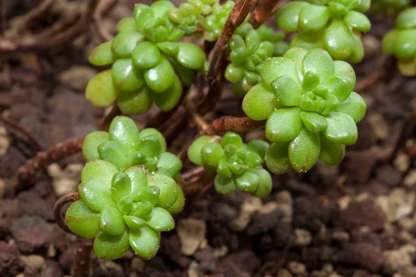 Dwarf Aeonium Aeonium Sedifolium — стокове фото