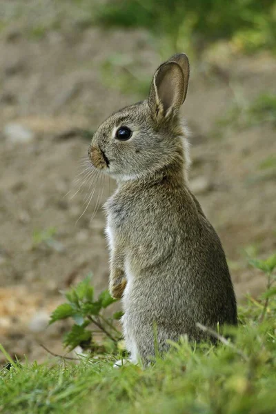 Молодий Дикий Кролик Oryctolagus Cuniculus Слухає Німеччина Європа — стокове фото