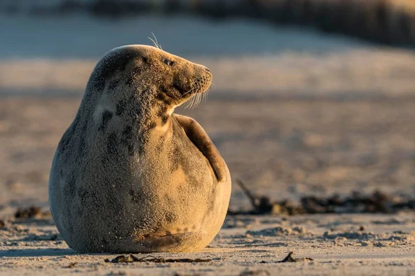 Gray Seal Deitado Praia Heligoland Schleswig Holstein Alemanha Europa — Fotografia de Stock