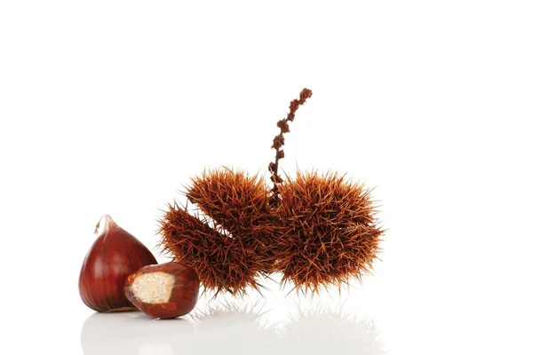 Chestnuts Castanea Close View — Fotografia de Stock