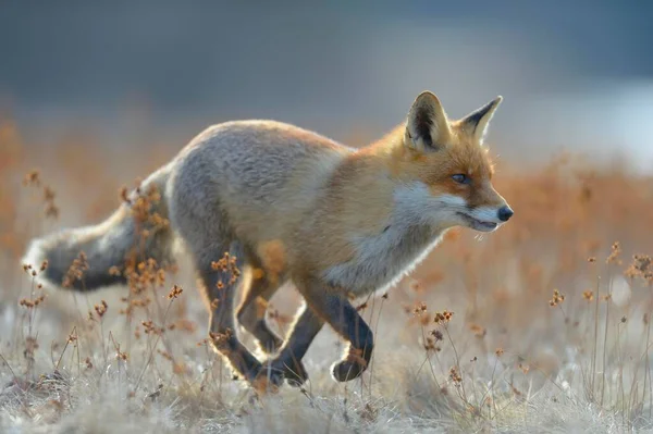 Red Fox Running Meadow Bohemian Forest Czech Republic Europe — Stock Photo, Image