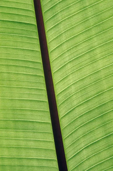 Banana Leaf Detail Musa Cavendishii — 스톡 사진