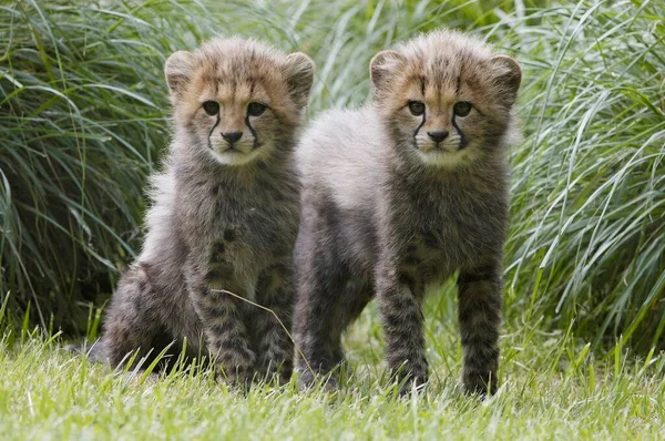 Cheetah Cubs Acinonyx Jubatus — 图库照片