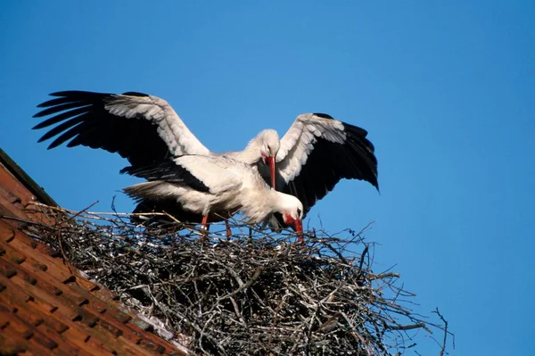 White Stork Ciconia Ciconia Nesting Salina Rheine Germany Europe — Stockfoto