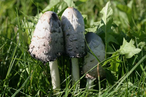 Zottelige Mähnenpilze Coprinus Comatus Auf Einer Wiese — Stockfoto