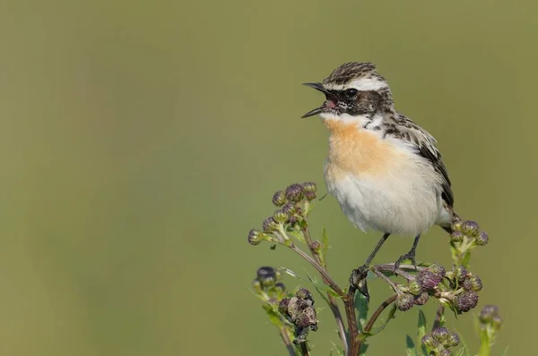 Whinchat Saxicola Rubetra Widok Bliska — Zdjęcie stockowe