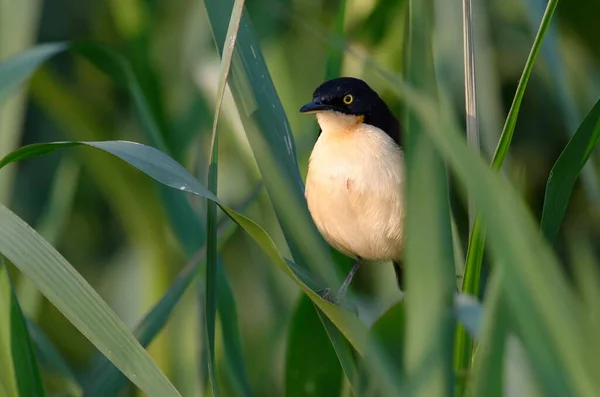 Black Capped Donacobius Reed Pantanal Mato Grosso State Brazil South — 스톡 사진