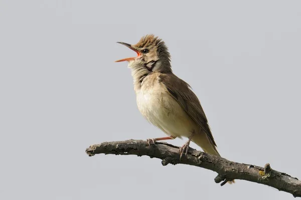 Great Reed Warbler Sitting Branch — 图库照片