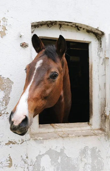 Horse Looking Out Its Stable — ストック写真