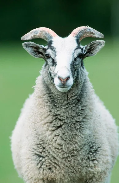 Domestic Sheep Sweden Sheep Sheep Europe — Stockfoto