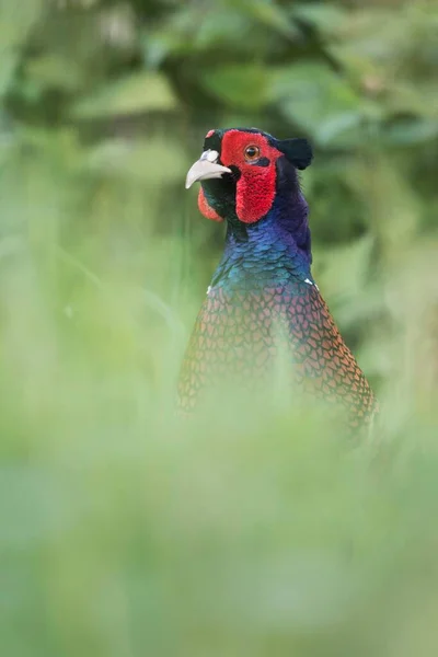 Bažant Stojící Vysoké Trávě Emsland Dolní Sasko Německo Evropa — Stock fotografie