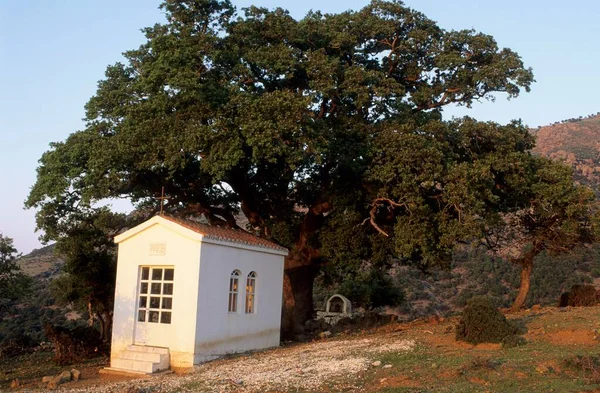 Chapel Next Giant Oak Tree Samothraki Island Thrakia Greece Europe — Foto de Stock
