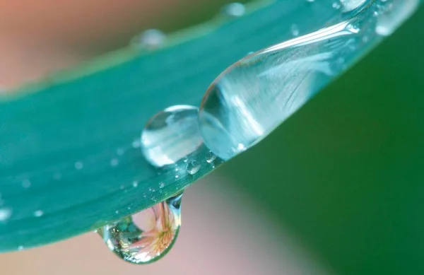 Dahlia Reflected Water Drops — Zdjęcie stockowe