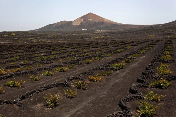Typical Vineyards Dry Cultivation Volcanic Ash Lava Vines Vineyard Geria — Stockfoto