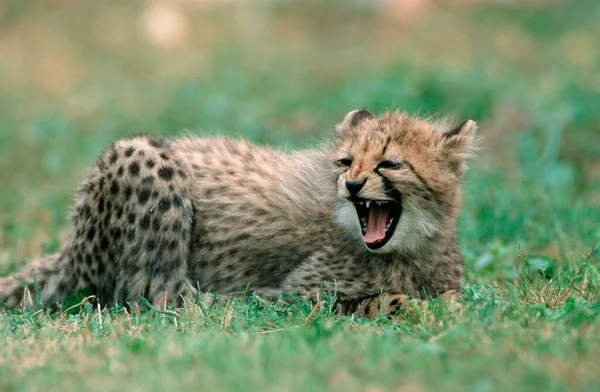 Cheetah Acinonyx Jubatus Young — Stockfoto