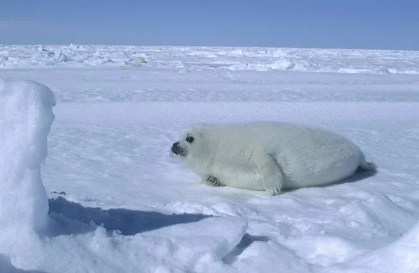 Young Harp Seal Pagophilus Groenlandicus Lying Packice Isles Madeleine Madeleine — 스톡 사진