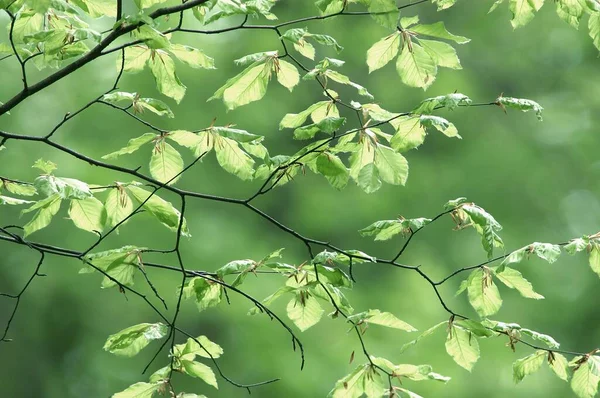 Beech Leaves Spring Common Beech Germany Europe — Foto de Stock